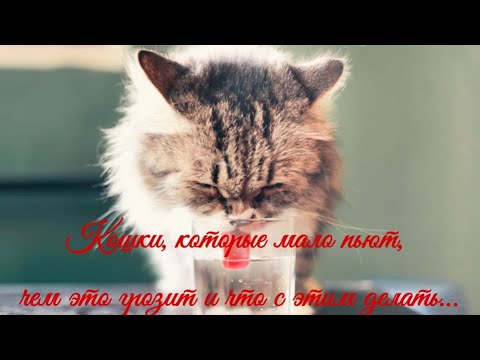 Видео: Кошки, которые мало пьют, чем это грозит и что с этим делать Cats that don't drink enough