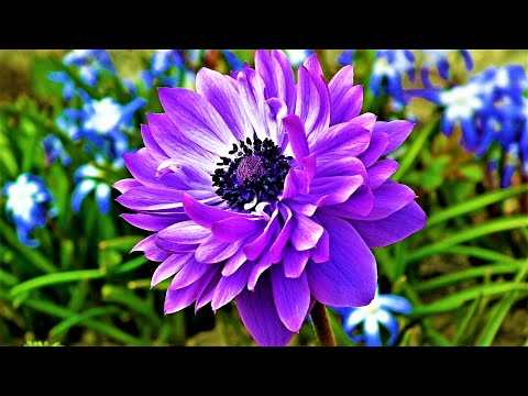Видео: Шикарные СИНИЕ цветы для сада! ТОП лучших садовых растений