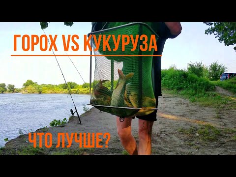 Видео: р. Турунчук. Эксперимент - горох ИЛИ кукуруза, красивые поклевки