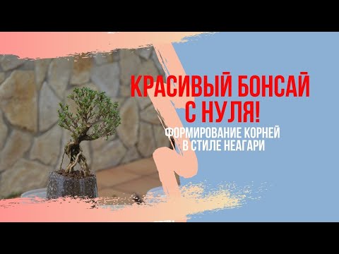 Видео: Как сделать БОНСАЙ в стиле неагари. Выращиваем воздушные корни у Сериссы. Советы по уходу за бонсай.