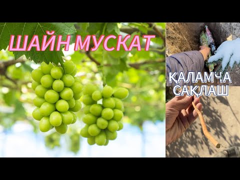 Видео: Шейн мускат узуми, қаламчаларни сақлаш