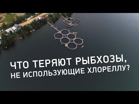 Видео: Как хлорелла влияет на воду в водоеме? Хлорелла Альготек на рыбном хозяйстве Тучковском.