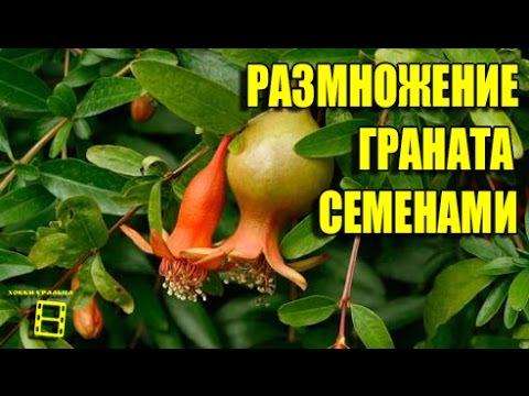 Видео: Размножение комнатного граната семенами. Экзотика на подоконнике #Гранат