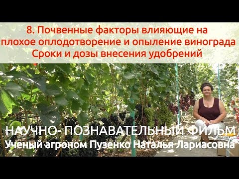 Видео: 8 Плохое опыление винограда - почвенные факторы, внесение удобрений (Пузенко Наталья Лариасовна)