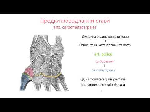 Видео: Стави на ръката – Articulationes manus (5:04) ┃teoriyata.com