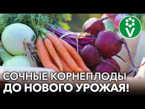 Видео: КАК ХРАНИТЬ МОРКОВЬ И СВЁКЛУ ЗИМОЙ? Сочные корнеплоды будто только с грядки до нового урожая!