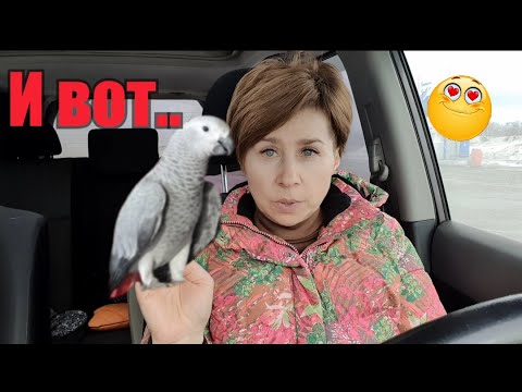 Видео: Как купили Жако🦜❗