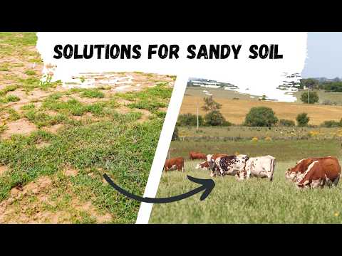 Видео: Решения для улучшения песчаных почв