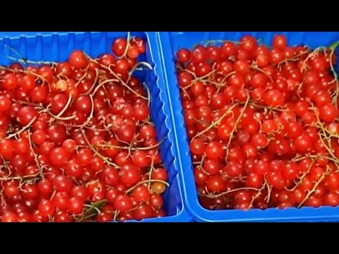 Видео: конфитюр из красной смородины без желатина на зиму