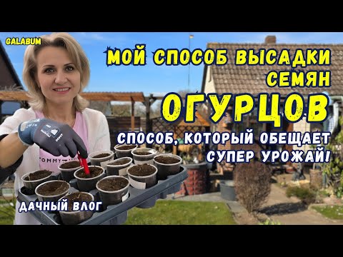 Видео: НЕ СЕЙТЕ СЕМЕНА ОГУРЦОВ ПОКА не увидите мой СПОСОБ /  ИДЕАЛЬНЫЙ СПОСОБ ПОСЕВА ОГУРЦОВ. @GALABUM