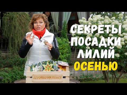 Видео: Посадка лилий осенью. Как сажать луковицы лилий с ростками.