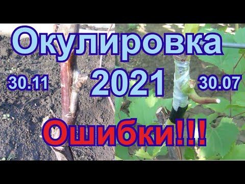 Видео: Окулировка без пробуждения щитком вприклад. Ошибки, недоработки.