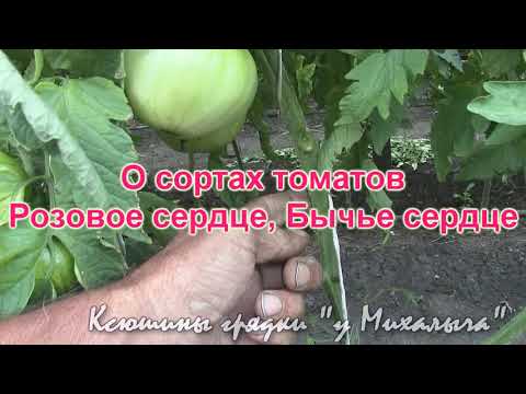 Видео: О сортах томатов РОЗОВОЕ И БЫЧЬЕ СЕРДЦЕ