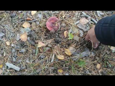 Видео: Ліс Степанівка Хмельницька область. 27 жовтня.