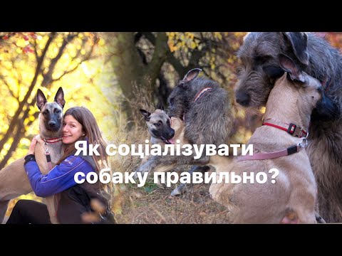 Видео: Як правильно соціалізувати собаку?