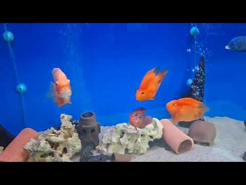 Видео: Пора ставить кипятильник 