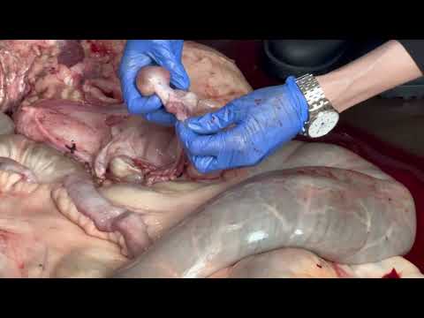 Видео: Органы крупного рогатого скота (репортаж с полей)