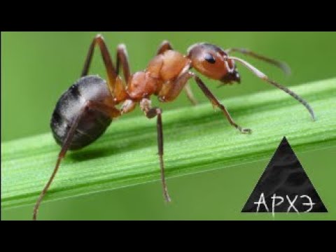 Видео: Ольга Богатырева: "Муравьи как индивиды"
