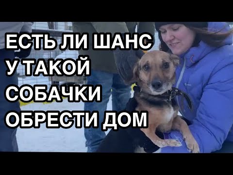 Видео: Спасение животных Приехали взять собачку из приюта