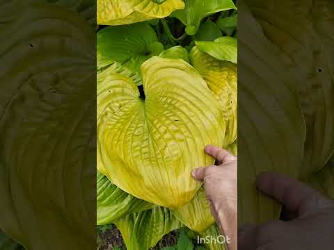 Видео: Прогулка по Хостовой Опушке 