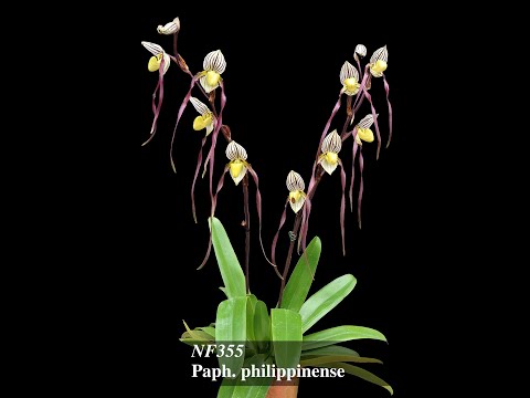 Видео: Норман Фэнг в прямом эфире! Эпизод 122 Выращивание Paphiopedilum philippinense и гибридов