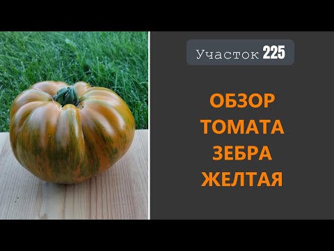 Видео: Томат Зебра желтая. Урожайный трудяга!