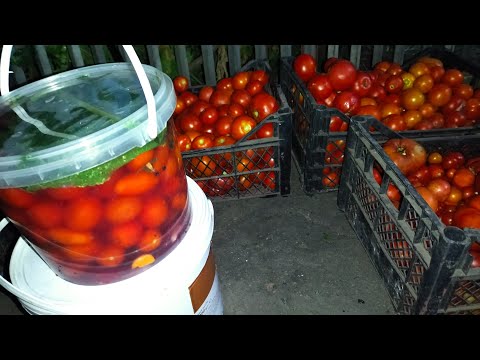 Видео: ЛЕГКИЙ,БЕЗ Возни ,в большой ёмкости, без ЗАКАТКИ🍅ПАЛЬЧИКИ ОБЛИЖЕШЬ🍅В селе у СВЕКРУНЬКИ🙋‍♀️🏡