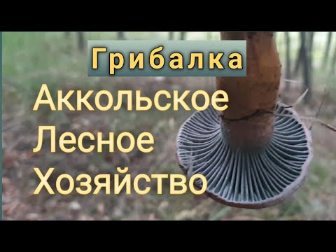 Видео: Аккольское лесное хозяйство / Грибалка / Подосиновик / Тихая охота