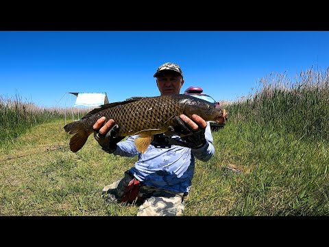 Видео: РЫБАЛКА на САЗАНА 💥 на СОМА 🔥! РЫБАЛКА на ДОНКУ ! РЫБАЛКА с НОЧЁВКОЙ !