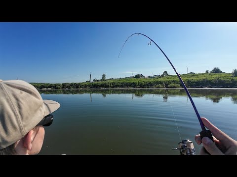 Видео: СПОКОЙНО ЛОВИЛИ ОКУНЯ, НО ВДРУГ НАЧАЛ КЛЕВАТЬ САЗАН НА СПИННИНГ ! Рыбалка на микроджиг