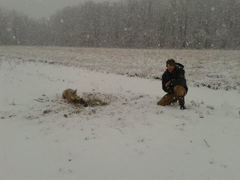 Видео: Набор сена для отлова койотов
