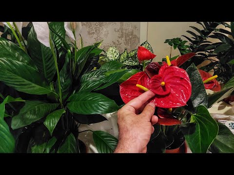 Видео: Антуриумни фақат шу усулда суғоринг. Эркак бахти ва Аёл бахти гулини бир хил суғориш мумкин эмас.