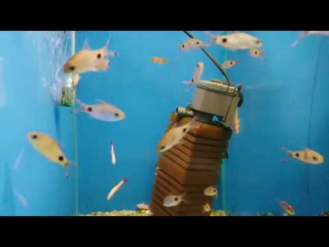 Видео: Барбус филаментоза.