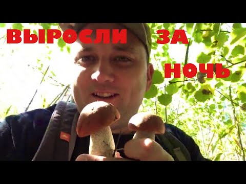 Видео: Грибы - ночнички собрали по утру. Октябрь 2020