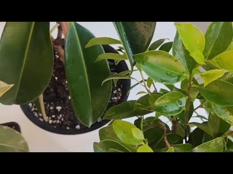 Видео: Фикус гулларини ердан тувакка кучирамиз.