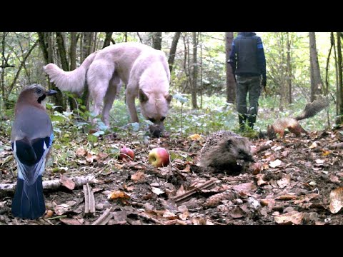 Видео: Кто шастает по лесу? Секреты фотоловушки!