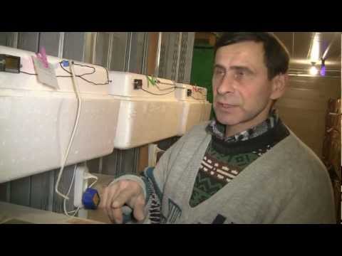 Видео: ЛПХ Феникс Инкубаторий и инкубаторы