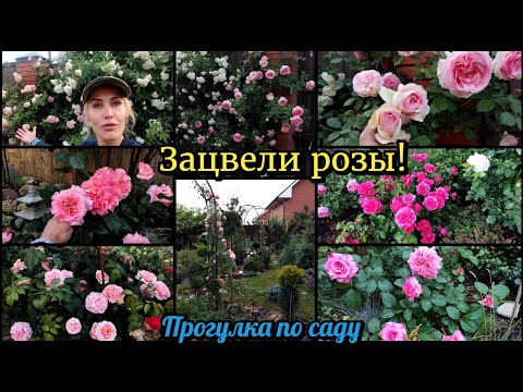 Видео: Зацвели розы! прогулка по саду. Розы в саду Подмосковья.