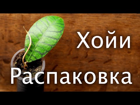 Видео: Распаковка хой