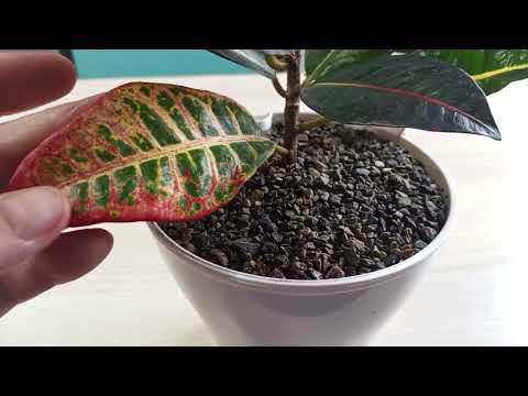 Видео: Новый 🌿 жилец и дела домашние. 🤗