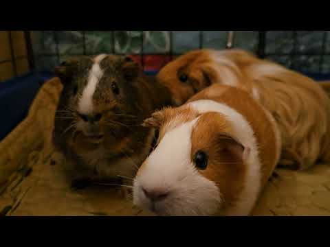 Видео: Вторгаюсь в личное пространство к морским свинкам. Они взбудоражены