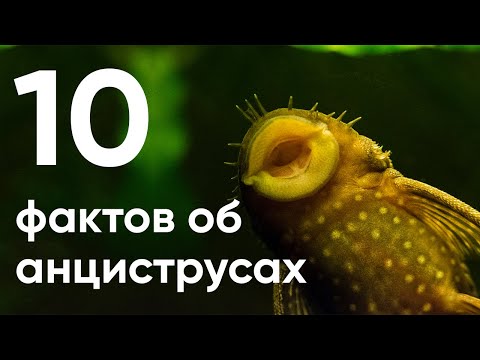 Видео: 10 главных фактов об анциструсах