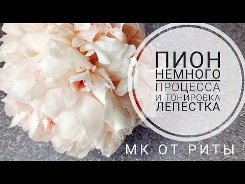 Видео: Пион. И немного о тонировке от Риты. Peony.Аnd a little about toning.