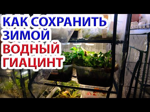 Видео: Как сохранить зимой водный гиацинт?  (эйхорния). Биоплато из водного гиацинта