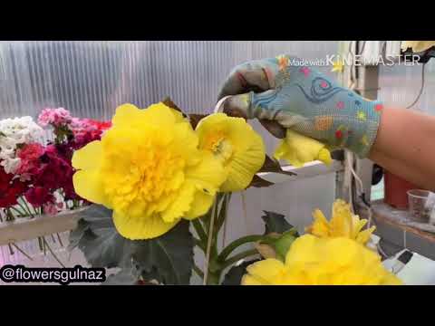 Видео: Болмо гулу | Бегония гулу боюнча маалымат