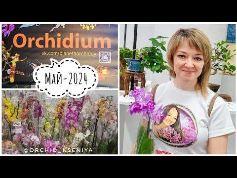 Видео: Орхидиум - май 2024 | Выставка-продажа орхидей в Москве | Суккуленты, лиственные, грунты, горшки...