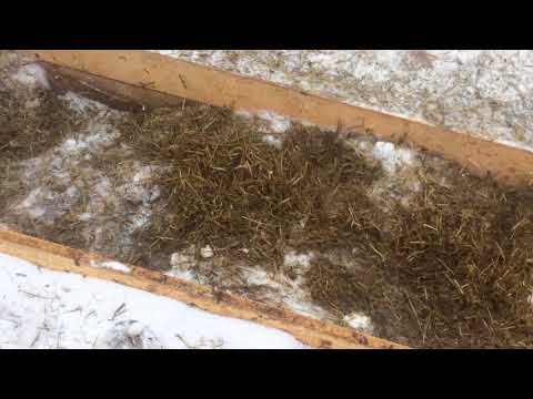 Видео: Подметание снега воздуходувкой