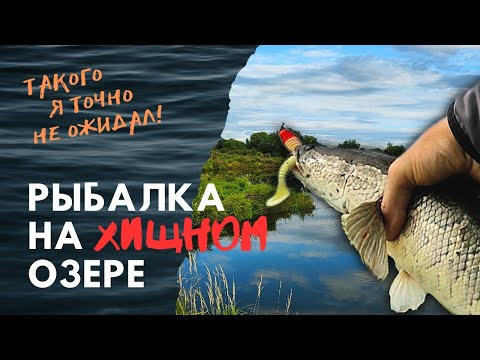 Видео: Нашел Дикое озеро с Хищниками !