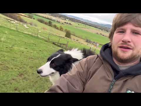 Видео: Фермерство, собаки, утки и щенок, общие новости