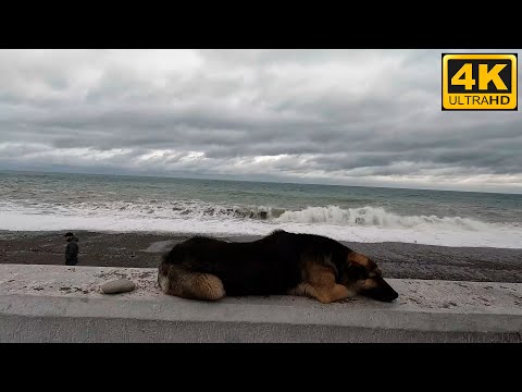 Видео: Большая Прогулка по Сочи — Адлер, Олимпийский Парк, Абхазская Граница | 4 Часа Релакса и Шума Моря 🎧